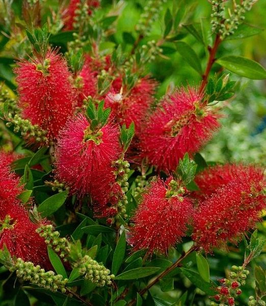 Callistemon viminalis 'Masotti Mini Red'